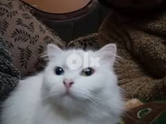 قطة شيراز ١ سنة 0