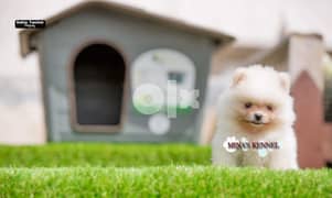 Mini pomeranian puppies / للبيع جراوي بوميرانيان ميني مستوي عالي 0