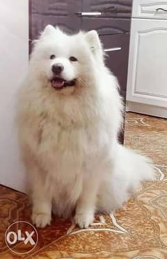 Samoyed puppy for sale 0