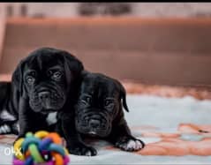 Imported black cane corso puppies with pedigree جراوي كين كورسو بالبدج 0