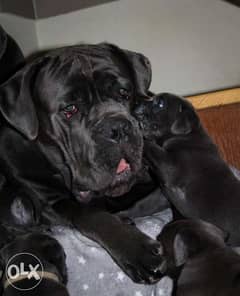 Imported cane corso blue puppies with FCI pedigree from ukraine 0