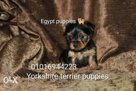 Mini female Yorkshire terrier puppy 0