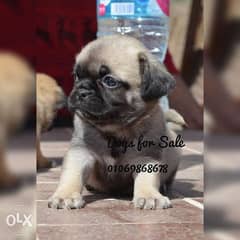 Pug puppies imported parents vaccinated high quality 0