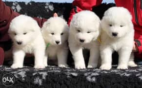 Samoyed puppies for sale 0