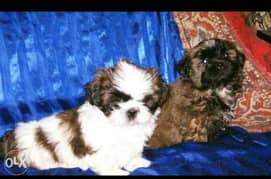Imported shih tzu puppies already in cairo 0