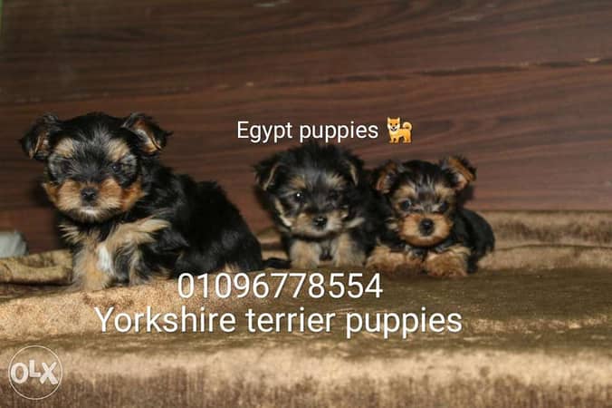 Olx yorkie puppies for hot sale sale