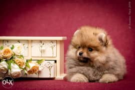 Reserve ur imported teacup pomeranian puppy with Pedigree 0