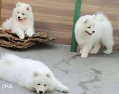 Imported samoyed puppies with Pedigree and Microchip 0