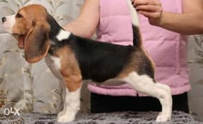 Reserve ur imported beagle puppy with Pedigree and microchip. . 0
