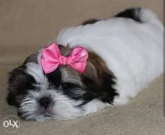Cutest imported shih tzu puppies for sale 0