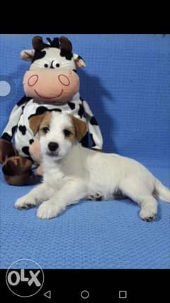 Imported jack russel puppies best quality 0