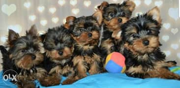Cutest imported mini Yorkshire puppies for sale 0