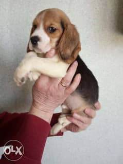 Cutest imported beagle puppies for sale with all documents 0