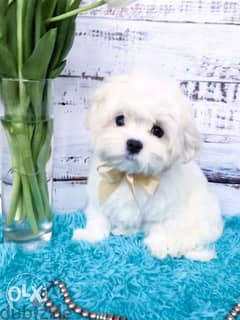 Cutest imported mini maltese puppies with all documents 0