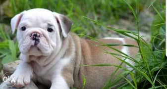 Best imported English Bulldog puppies with all documents 0