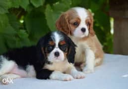 Best imported cavalier King Charles puppies , fastest delivery 0