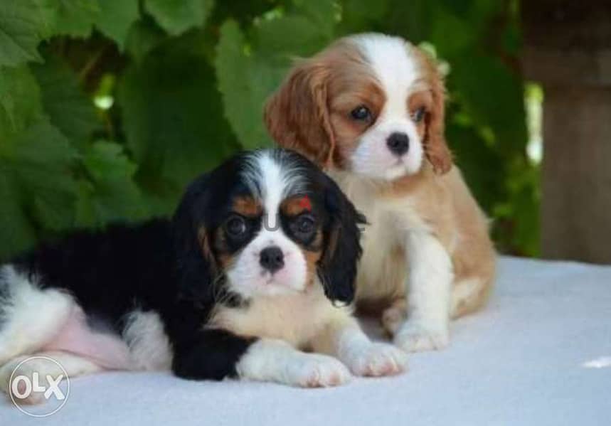 Best imported cavalier King Charles puppies , fastest delivery 0