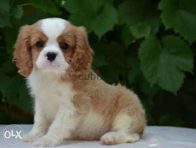 Best imported cavalier King Charles puppies , fastest delivery 1