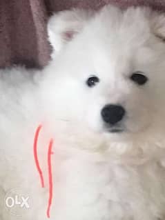 Reserve ur imported samoyed puppy with all documents 0