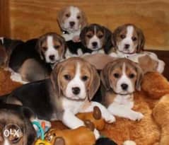Reserve ur imported beagle puppy from Ukraine with Pedigree 0