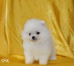 Reserve ur imported teacup pomeranian puppy from Ukraine with Pedigree 0