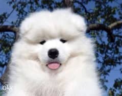 Reserve ur imported samoyed puppy from Ukraine with Pedigree 0