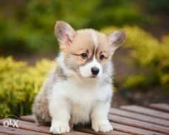 Imported top quality corgi puppies with all documents 0