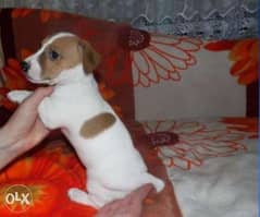 Imported top quality jack Russell Puppies with all documents 0