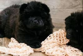 Imported top quality chowchow puppies with all documents 0