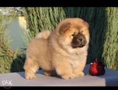 Imported chow chow puppies brown 0