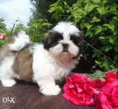 Imported top quality shihtzu puppies with all documents 0