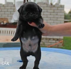 Imported top quality mini pug puppies with all documents 0