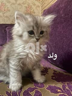 Shirazi cat 2024 for sale