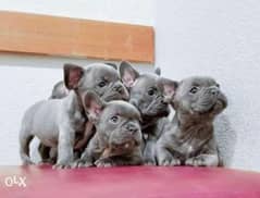 Imported blue French Bulldog puppies with Pedigree and microchip 0