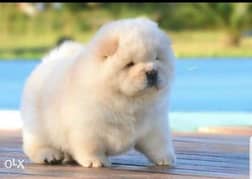 Reserve ur imported white chowchow puppy, top quality with Pedigree 0