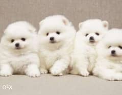 Reserve ur imported white teacup pomeranian puppy, top quality 0