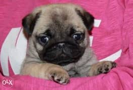 Reserve ur imported mini pug puppy, top quality with all documents 0