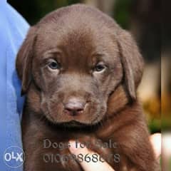 Labrador Chocolate retriever puppies 0