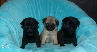 mini pug puppies, black and fawn color 0