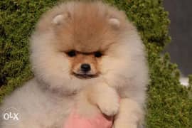 Reserve ur imported teacup pomeranian puppy with Pedigree and passport 0