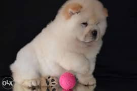 chowchow puppies with passport 0