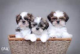 From Ukraine, best imported shih tzu puppies with all documents 0
