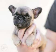 Reserve ur imported French Bulldog puppy, top quality with Pedigree 0