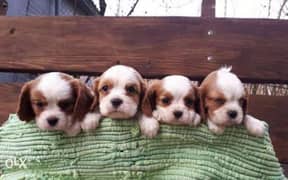 Reserve ur imported cavalier King Charles, top quality with Pedigree 0
