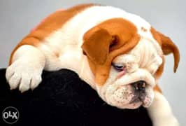 Best imported English Bulldog puppies with Pedigree. . males and females 0