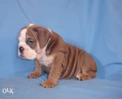 Reserve ur imported English Bulldog puppy, top quality with Pedigree 0