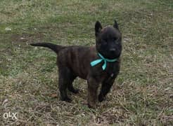 Imported Malinois Puppies with Pedigree and microchip 0