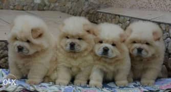 Imported chowchow puppies with Pedigree and microchip, all colors 0