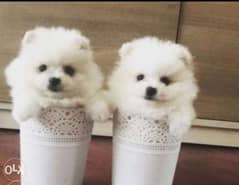 Best imported teacup pomeranian puppies, max weight 2 kgs 0