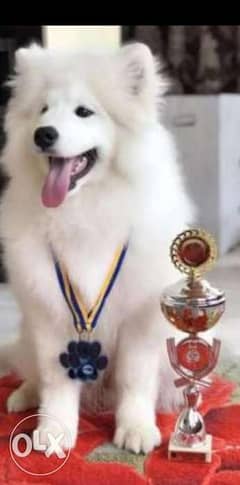 best imported samoyed puppies from best kennels in Europe 0